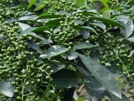 �c(di��n)���鿴Ԕ��(x��)